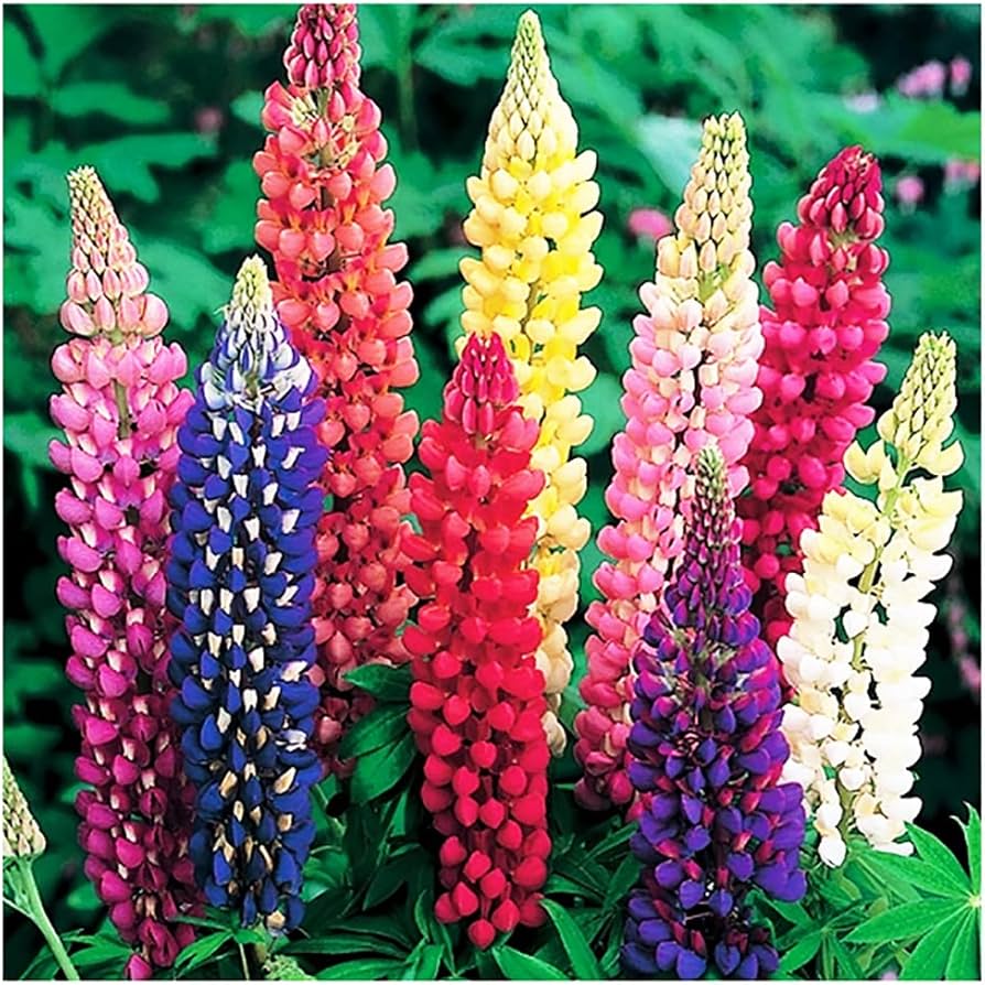 Castle Russell Lupine Samen zur Aussaat Lupinus Polyphyllus Blume Beet wild Garten