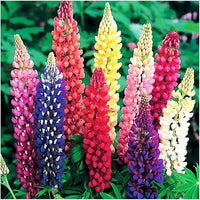 Castle Russell Lupine Samen zur Aussaat Lupinus Polyphyllus Blume Beet wild Garten