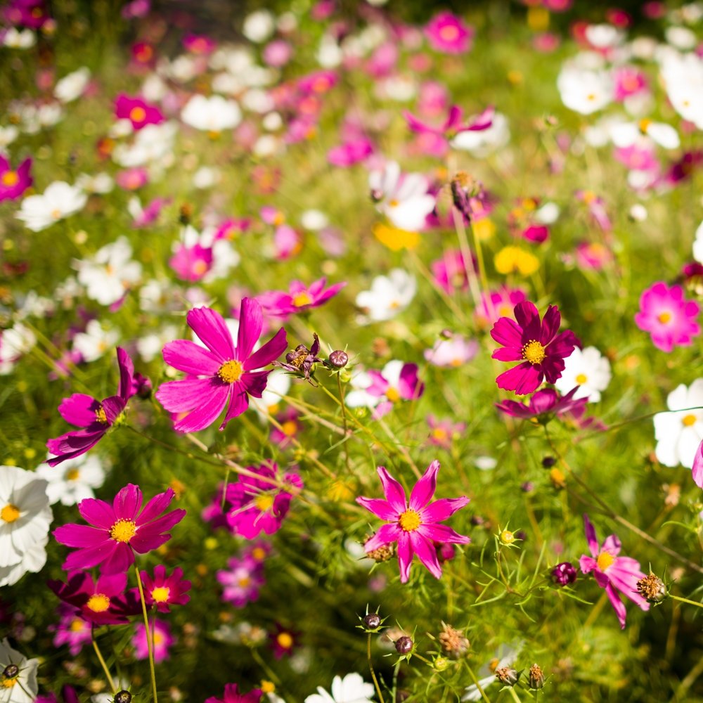 Cosmos Gemischt Blumensamen zur Aussaat duftend Blüten Traditionssorte & ohne Gentechnik Samen Hausgarten