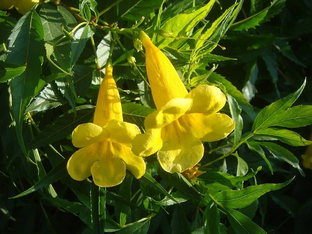 Rapeseed Brassica napus Blumensamen zur Aussaat