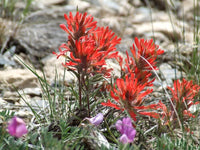 Indian Paintbrush Castilleja Indivisa Samen zur Aussaat Wild Garten Blume Border