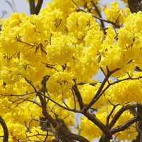 Tabebuia Chrysantha Gelb Blumensamen – Trumpet Baum Blüten