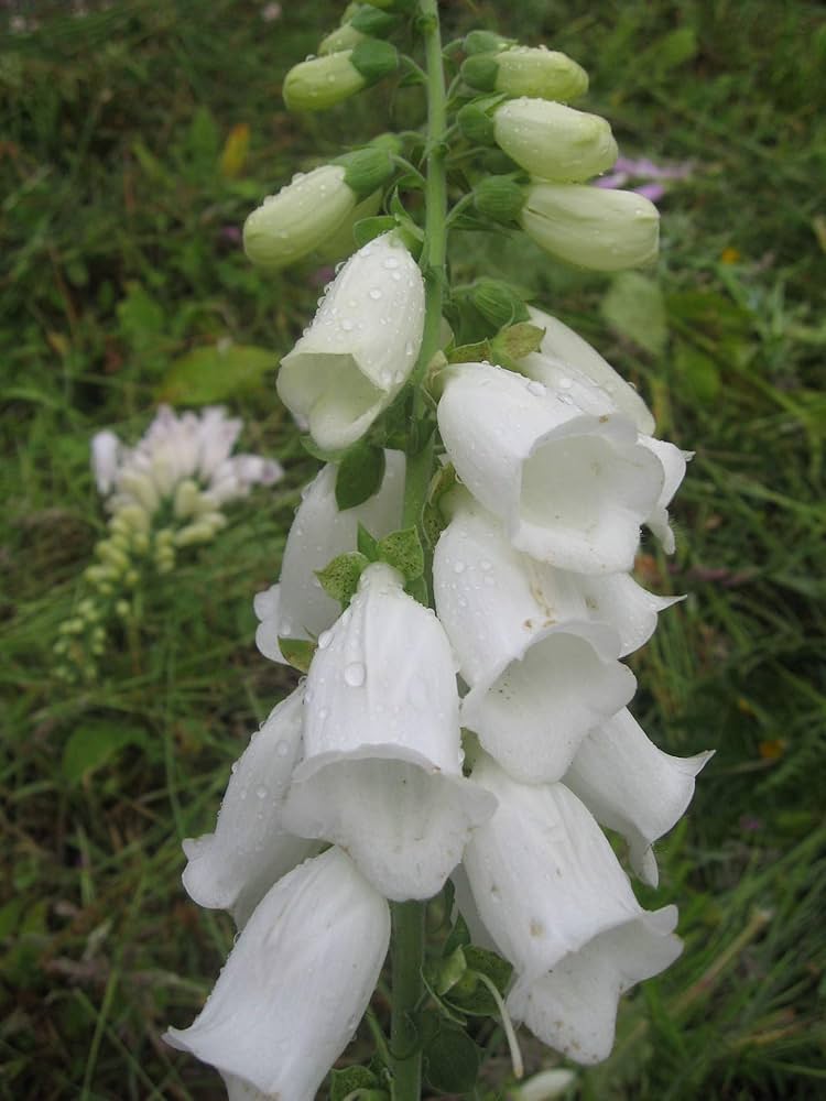 Digitalis Pure Weiß Foxglove Samen elegant Weiß Blumen