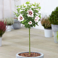 Rose von sharon hibiscus for anpflanzung in blume bed