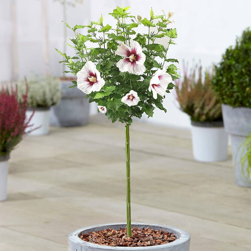 Rose von sharon hibiscus for anpflanzung in blume bed