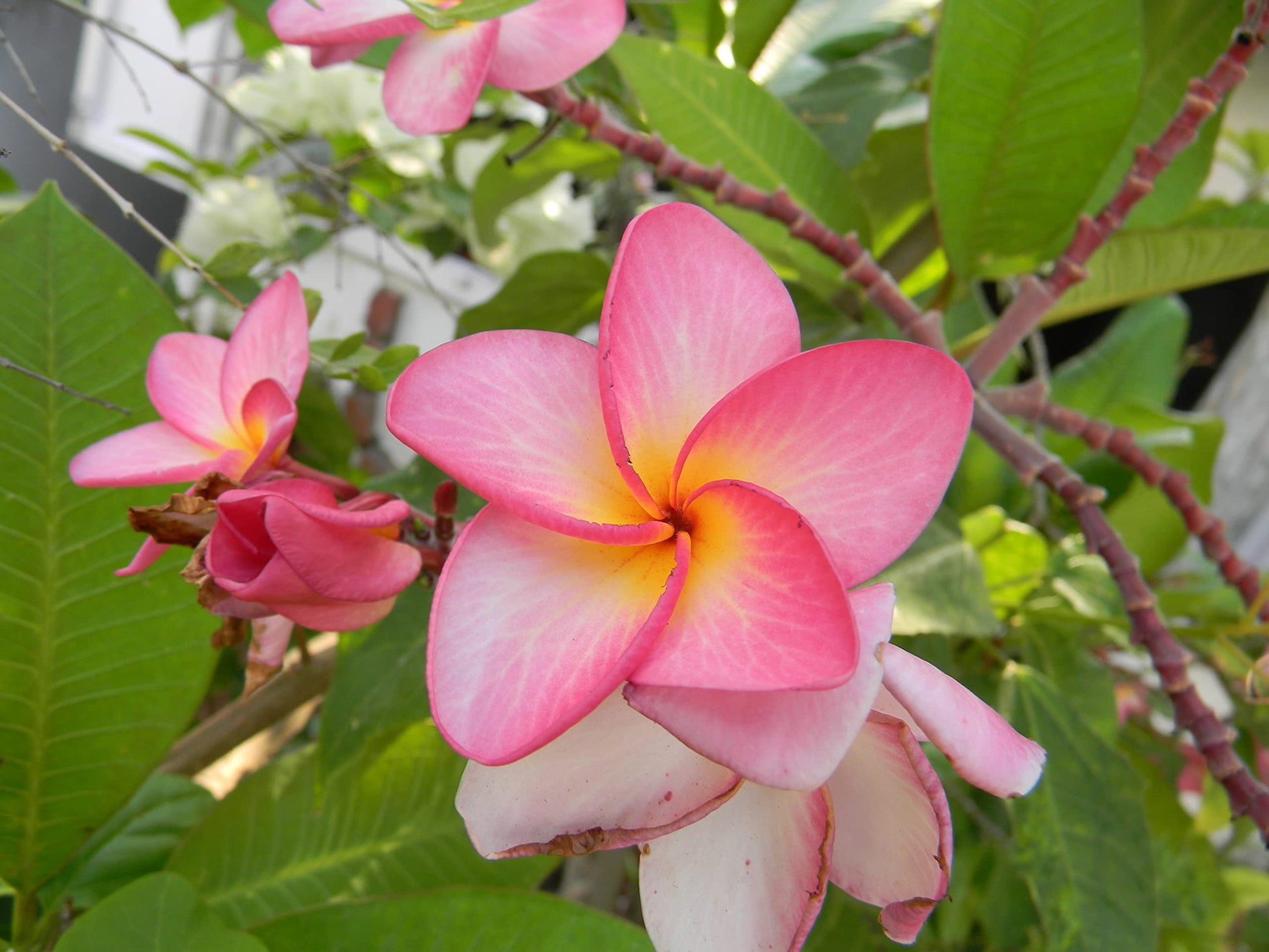 Rosa Weiß Frangipani Blumensamen zur Aussaat Halbschatten verträglich Traditionssorte & ohne Gentechnik Samen Hausgarten
