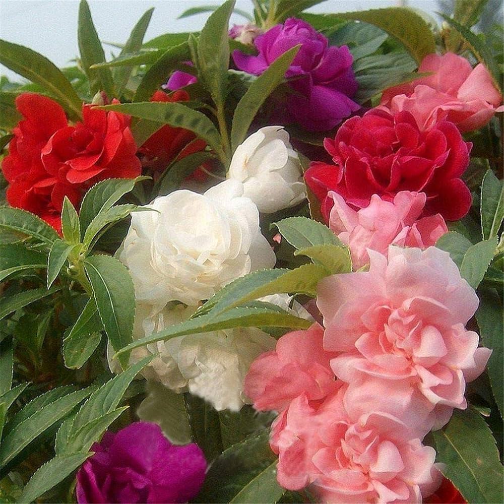 Balsamine blume samen for easy anpflanzung