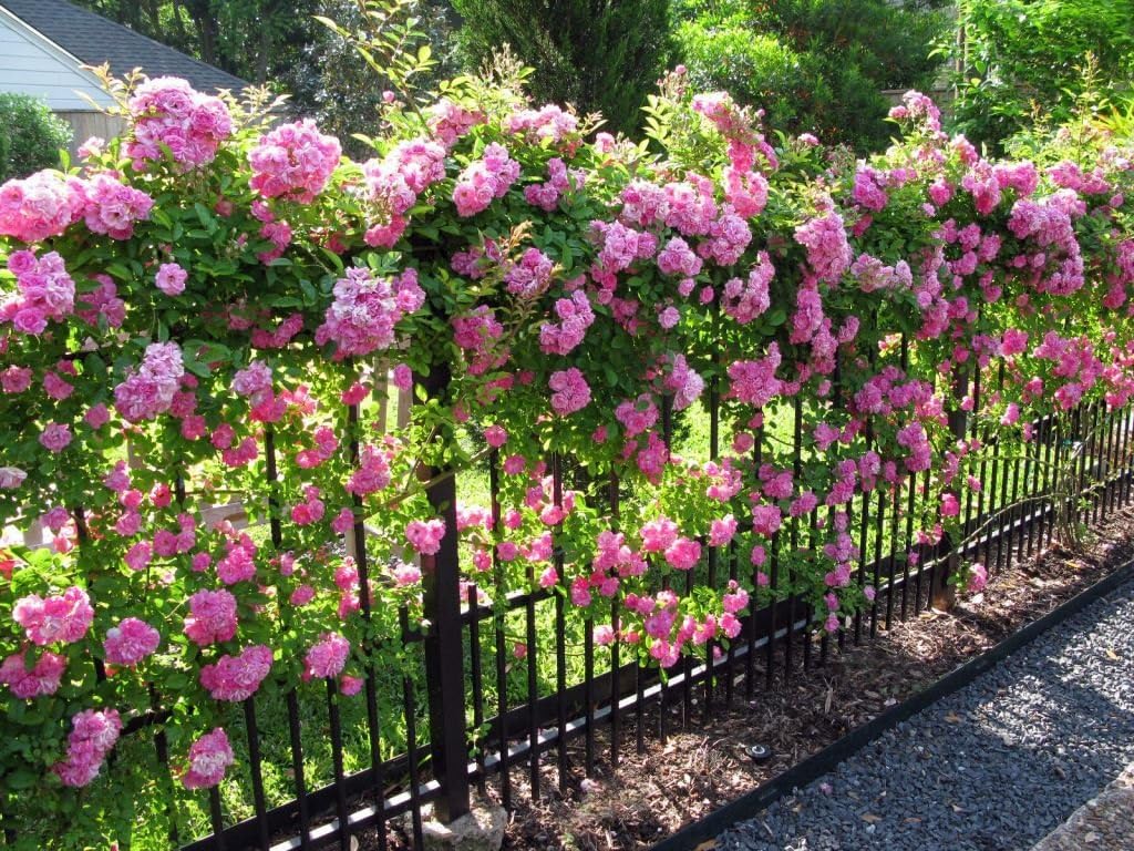 zart Rosa kletternd mehrjährig Rose Blumensamen zur Aussaat Landhaus Garten wichtig Traditionssorte & ohne Gentechnik Samen Hausgarten