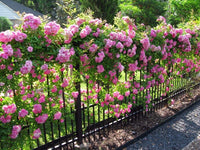 zart Rosa kletternd mehrjährig Rose Blumensamen zur Aussaat Landhaus Garten wichtig Traditionssorte & ohne Gentechnik Samen Hausgarten