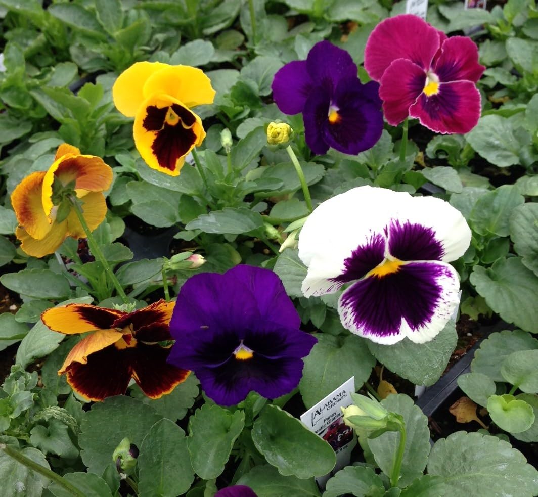 Stiefmütterchen riesig Mischung Samen zur Aussaat Blume Pots Balcony Gärten