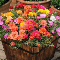 Portulaca Moss Rose Blumensamen zur Aussaat leuchtend Traditionssorte & ohne Gentechnik Samen Hausgarten