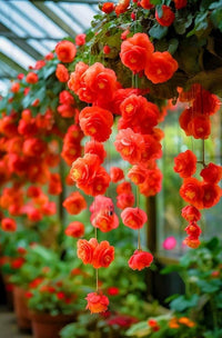 Begonie Gemischt Samen zur Aussaat farbenfroh einjährig Blumen