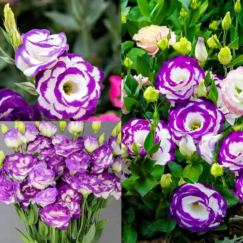Semi di lisianthus viola e bianco da seminare – apprezzati in giardino – varietà tradizionale e semi da giardino senza OGM