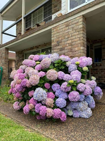Hydrangea blume samen for multicolor diy balcony gardening