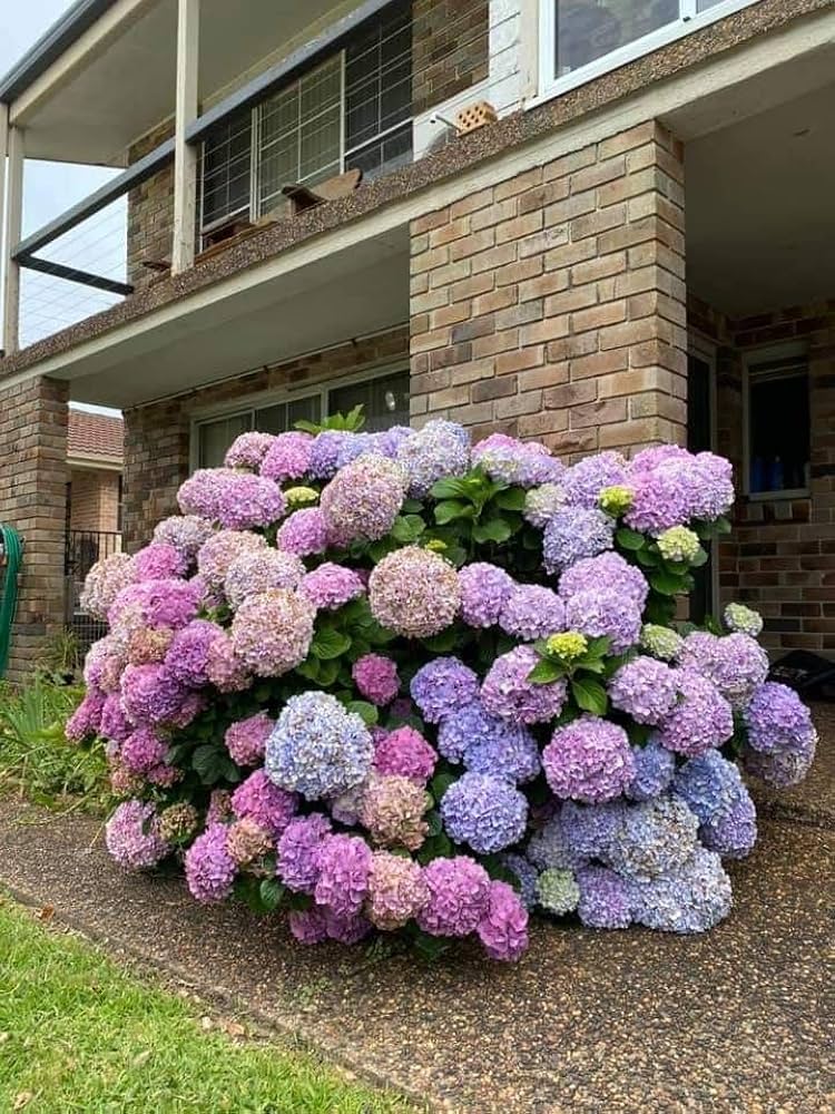 Hydrangea blume samen for multicolor diy balcony gardening