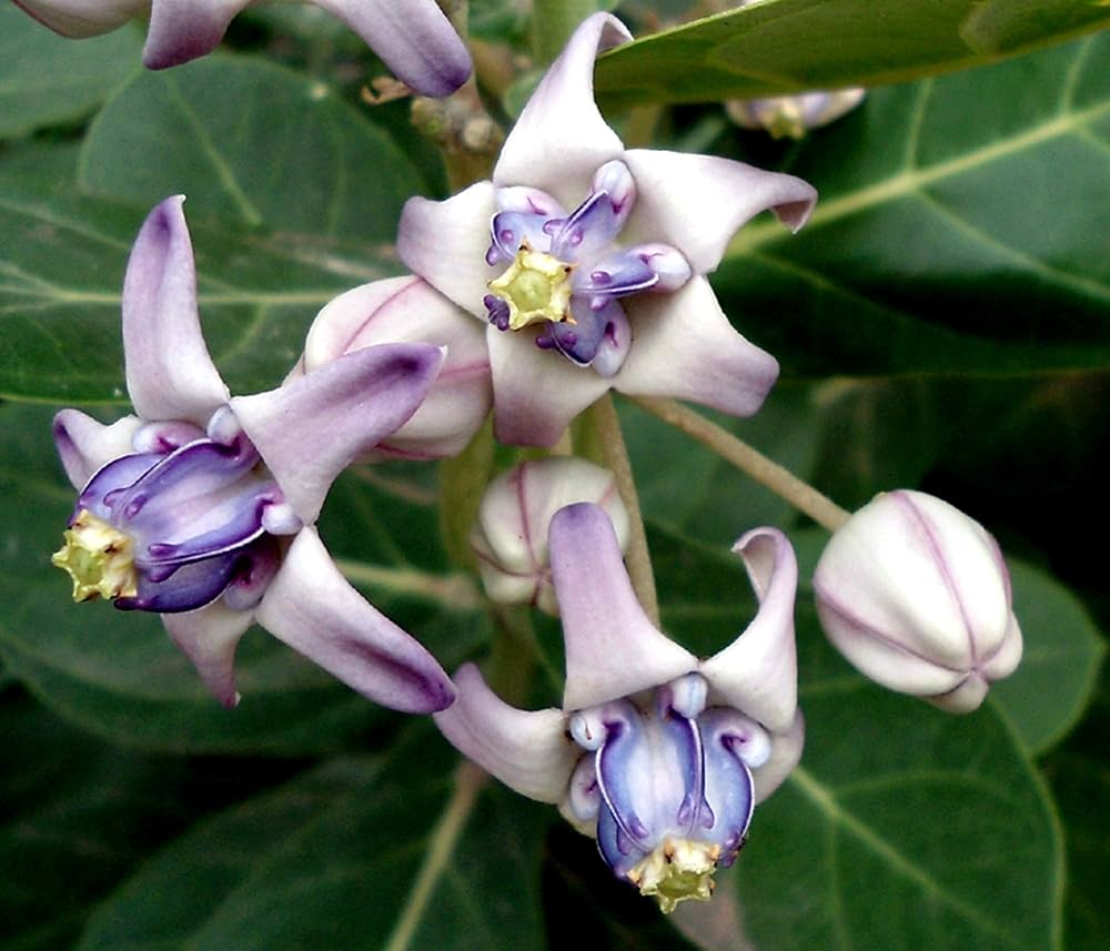 Gigantea Blumensamen zur Aussaat – pflegeleicht – Traditionssorte & ohne Gentechnik Samen Hausgarten