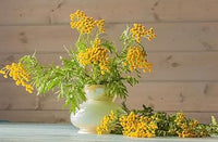 Gypsophila gelb blume samen for anpflanzung - low maintenance, heirloom & gmo free samen for home garten
 
 sale for anpflanzung in home garten