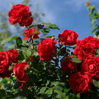 Rot Holland Rose Blumensamen zur Aussaat Traditionssorte ohne Gentechnik Samen Blüten Anzucht