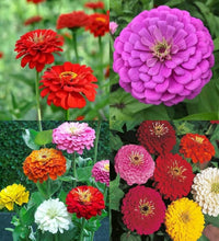 MultiColor Zinnie Blumensamen zur Aussaat Anzucht Traditionssorte & ohne Gentechnik Samen Hausgarten