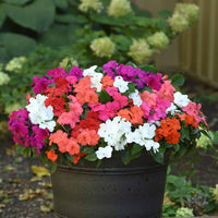 Impatiens Accent hochwertige-Mischung Samen zur Aussaat Blume Beet
