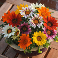 Gazania mini star mix for anpflanzung in blume bed