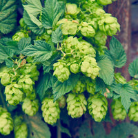 Dark grün humulus lupulus blume samen for anpflanzung - wildflower mix, heirloom & gmo free samen for home garten
 
 sale for anpflanzung in home garten.