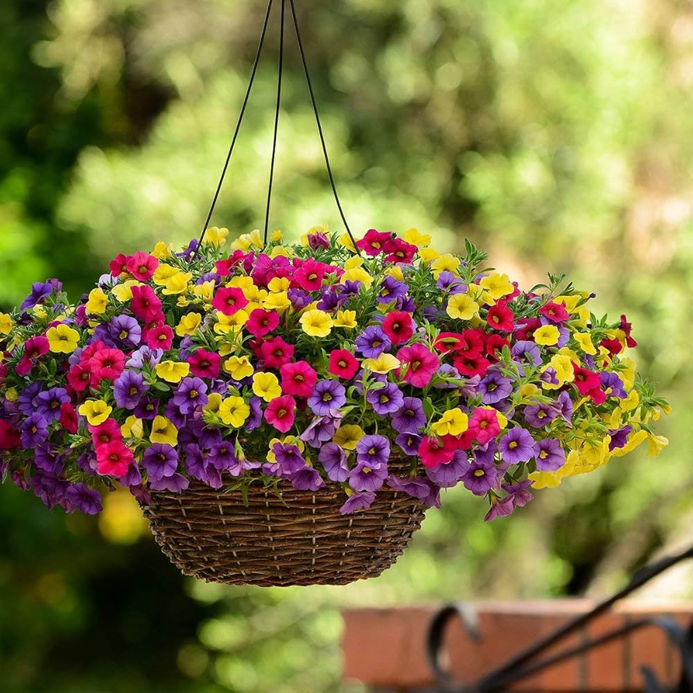 Gemischt hängend Petunie Blumensamen zur Aussaat – Landhaus Garten wichtig – Traditionssorte & ohne Gentechnik Samen Hausgarten
