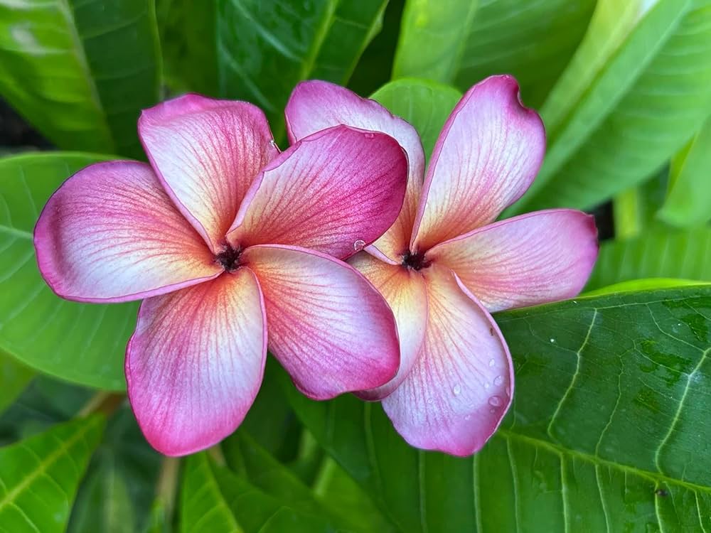 Plumeria Grün Blau Blumensamen – duftend – leuchtend tropisch Blumen für Ihren Garten