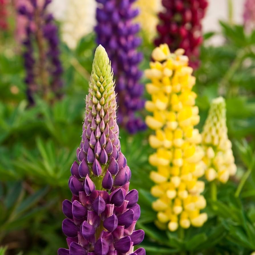Violett Gelb Lupine Blumensamen zur Aussaat Bestäuber freundlich Traditionssorte & ohne Gentechnik Samen Hausgarten