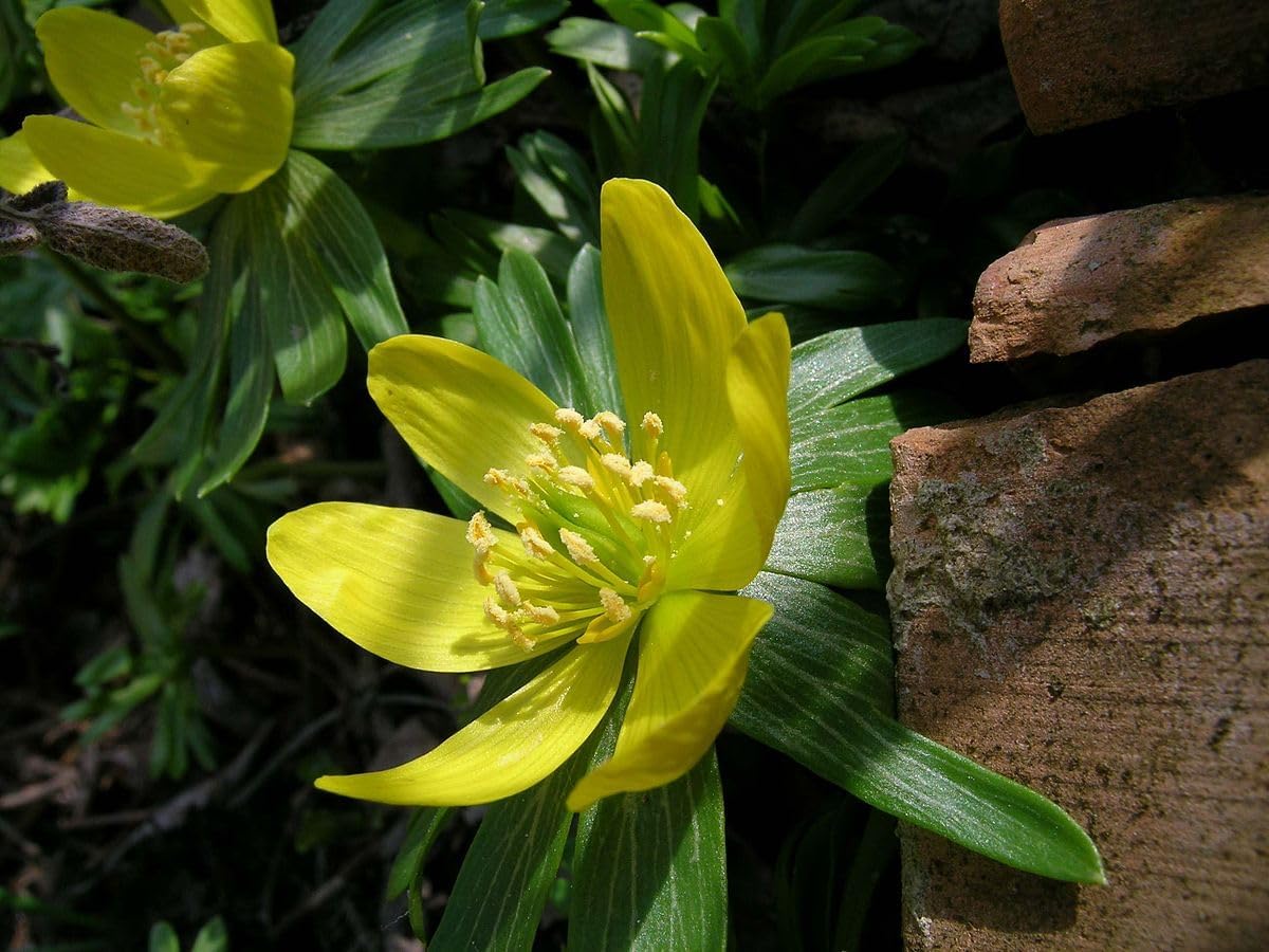 Hyemalis blume samen for anpflanzung - seasonal bloomer, heirloom & gmo free samen for home garten
 
 sale for anpflanzung in home garten.