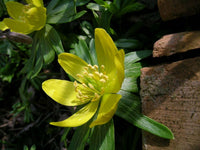 Hyemalis blume samen for anpflanzung - seasonal bloomer, heirloom & gmo free samen for home garten
 
 sale for anpflanzung in home garten.