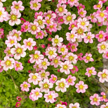 Light rosa saxifraga blume samen for anpflanzung - long bloom season, heirloom & gmo free samen for home garten
 
 sale samen for home garten