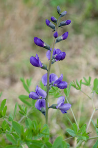 Blau Wild Indigo Samen zur Aussaat Garten Blume Beet