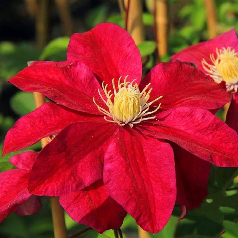 Rot Waldrebe Blumensamen Garten Landhaus Garten wichtig Traditionssorte & ohne Gentechnik Samen Hausgarten