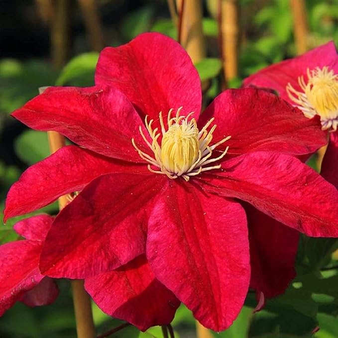 Rot Waldrebe Blumensamen zur Aussaat leuchtend Traditionssorte & ohne Gentechnik Samen Hausgarten