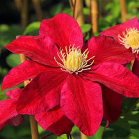 Rot Waldrebe Blumensamen zur Aussaat leuchtend Traditionssorte & ohne Gentechnik Samen Hausgarten