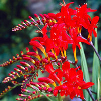 Crocosmia Lucifer Blumensamen zur Aussaat ideal Rabatten Traditionssorte & ohne Gentechnik Samen Hausgarten