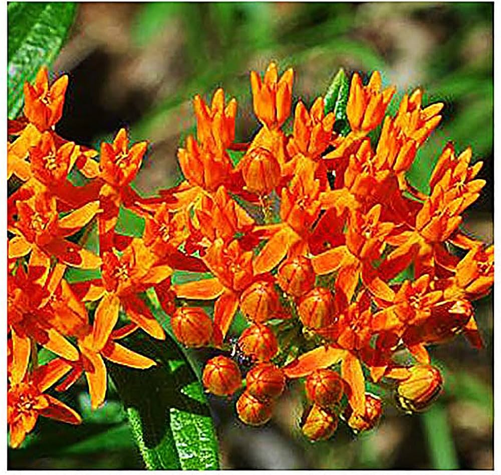 Asclepias asperula asclepias asperula for anpflanzung in butterfly garten