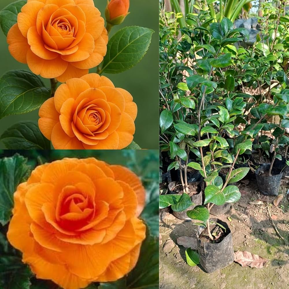 Kamelie Orange Blumensamen zur Aussaat – leuchtend – Traditionssorte & ohne Gentechnik Samen Hausgarten
