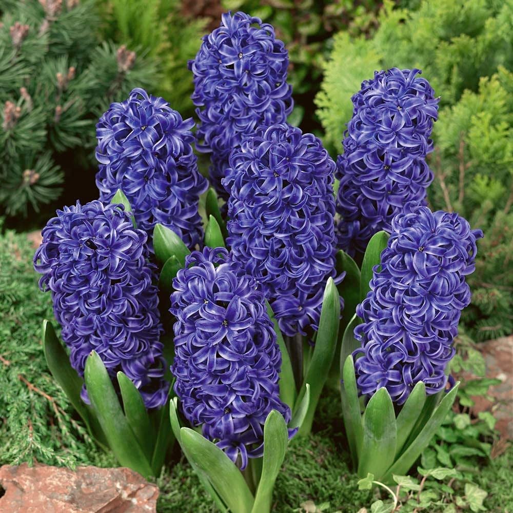 Blau Hyacinthus Blumensamen zur Aussaat – Wildblume Mischung – Traditionssorte & ohne Gentechnik Samen Hausgarten