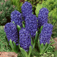 Blau Hyacinthus Blumensamen zur Aussaat – Wildblume Mischung – Traditionssorte & ohne Gentechnik Samen Hausgarten