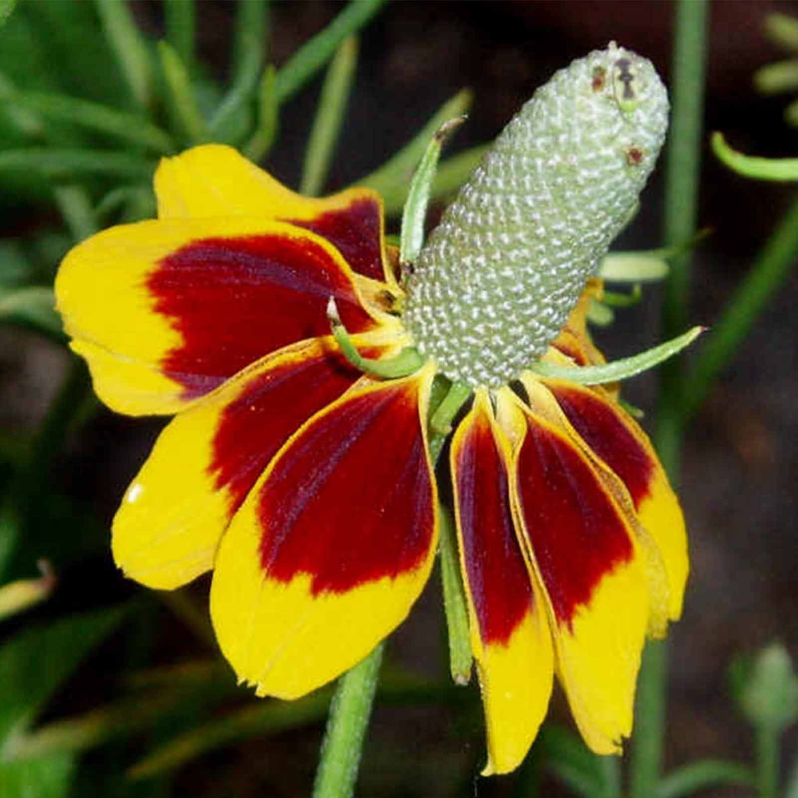 Mexican Hat Ratibida Columnifera Samen – einzigartig Native Wildblume Sorte