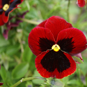 Pansy viola x wittrockiana alpenglow for anpflanzung in blume bed