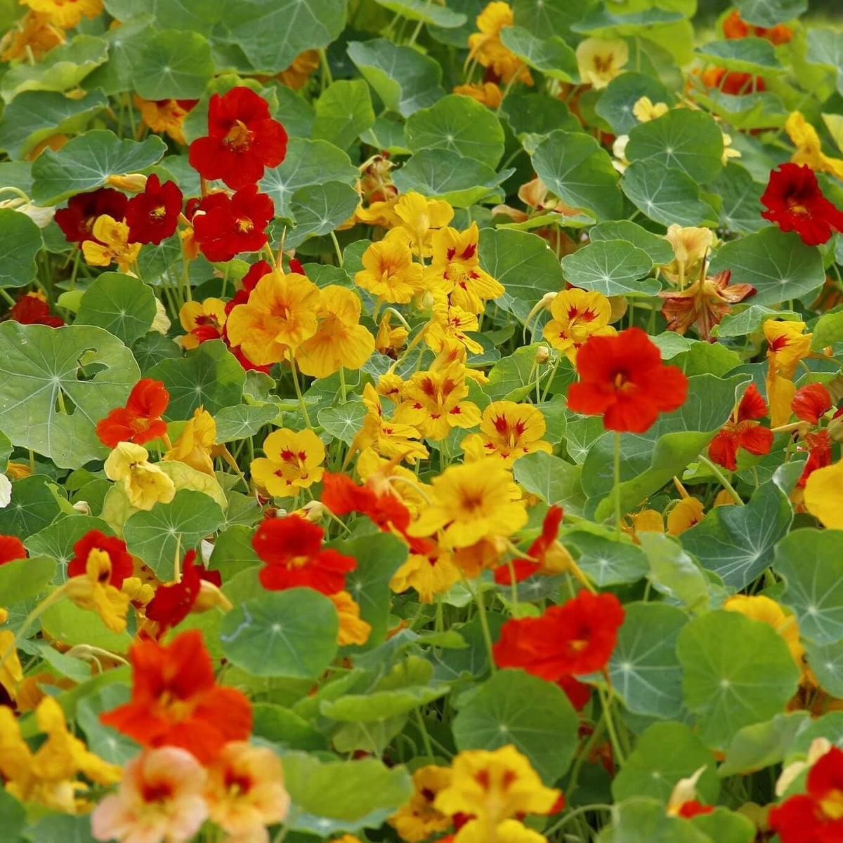 Capuchina blume samen for anpflanzung - perfect for borders, heirloom & gmo free samen for home garten
 
 sale for anpflanzung in home garten.