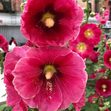 Hollyhock alcea rosea samen for anpflanzung in cottage garten