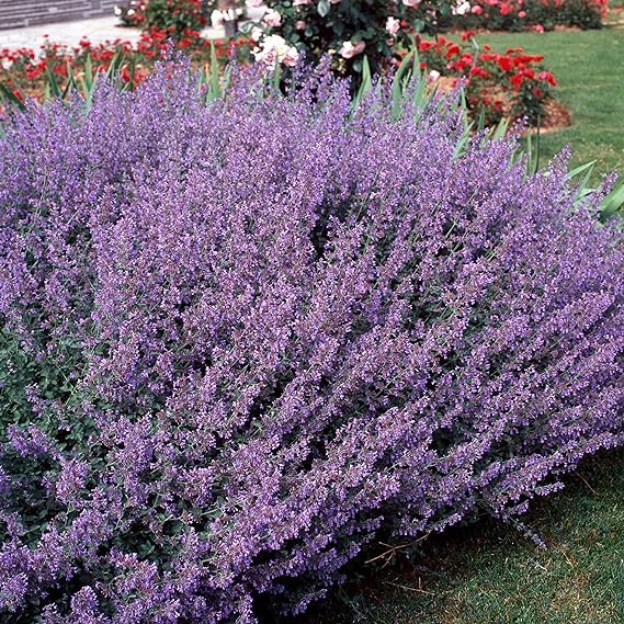 Blau Catmint Samen zur Aussaat Blume Beet Hausgarten