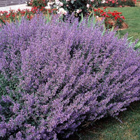 Blau Catmint Samen zur Aussaat Blume Beet Hausgarten