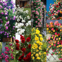 mehrfarbig kletternd Rose Blumensamen zur Aussaat Garten beliebt Traditionssorte & ohne Gentechnik Samen Hausgarten