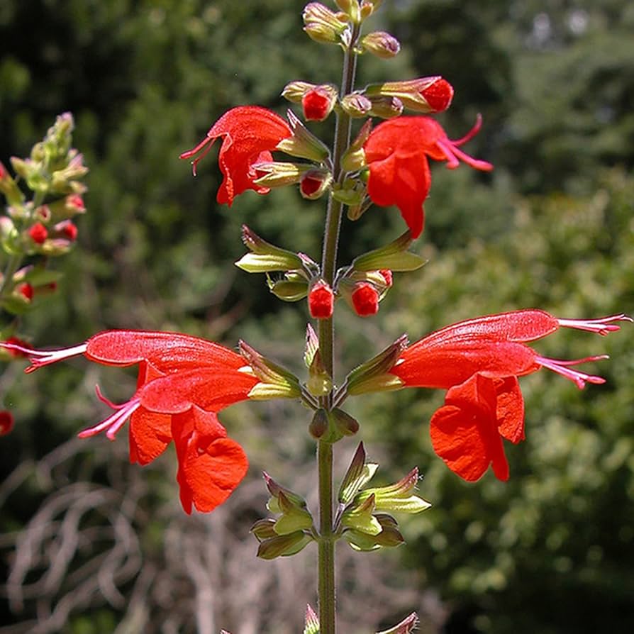 Lady Rot Salvia Samen – Hummingbird Magnet mehrjährig Blume