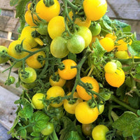Gold Tomate Samen for Gemüse Planting